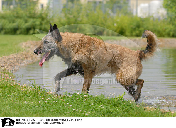 Belgischer Schferhund Laekenois / MR-01982