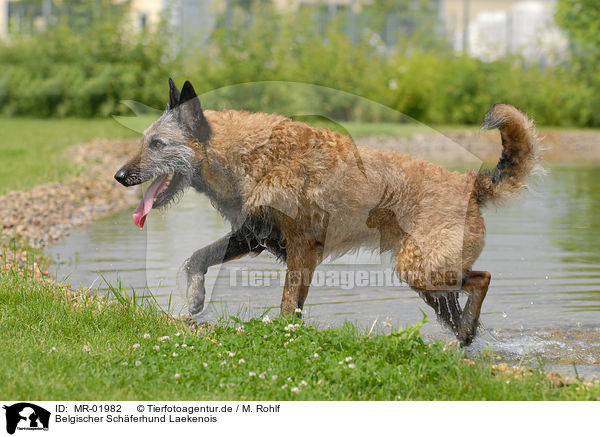 Belgischer Schferhund Laekenois / Laekenois / MR-01982