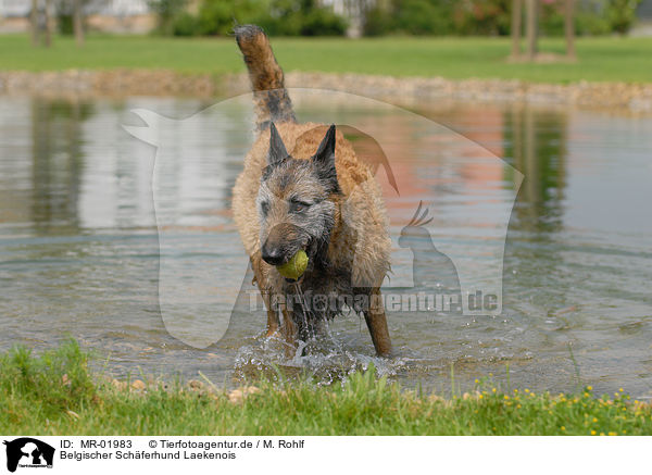 Belgischer Schferhund Laekenois / Laekenois / MR-01983