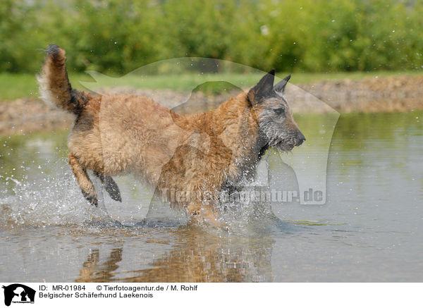 Belgischer Schferhund Laekenois / MR-01984