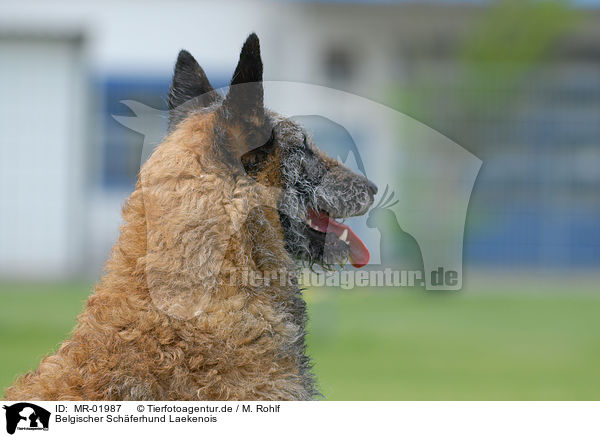 Belgischer Schferhund Laekenois / MR-01987