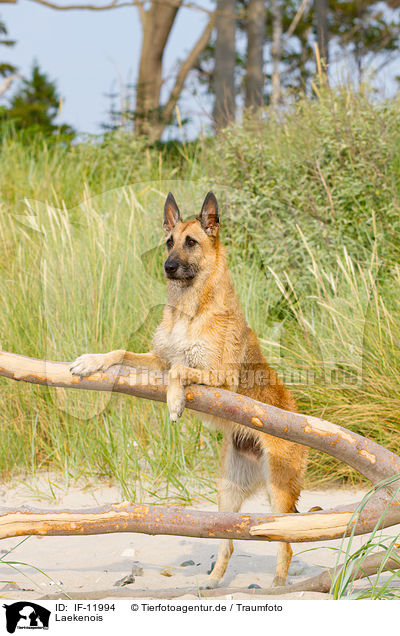 Laekenois / Laekenois / IF-11994