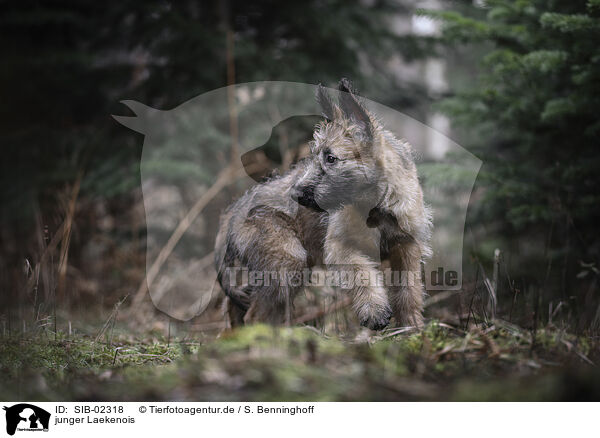 junger Laekenois / young Laekenois / SIB-02318