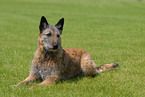 Belgischer Schferhund Laekenois