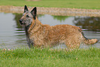 Belgischer Schferhund Laekenois