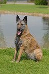 Belgischer Schferhund Laekenois