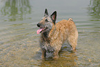 Belgischer Schferhund Laekenois