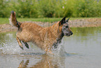 Belgischer Schferhund Laekenois