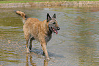 Belgischer Schferhund Laekenois