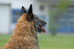 Belgischer Schferhund Laekenois