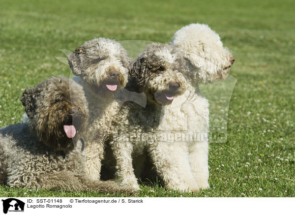 Lagotto Romagnolo / Lagotto Romagnolo / SST-01148