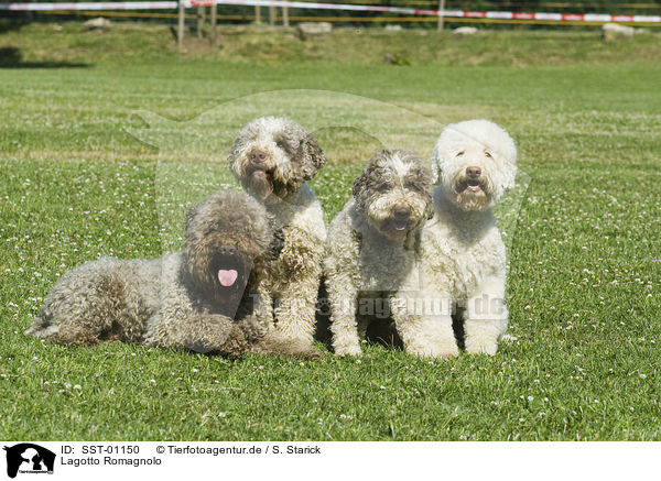 Lagotto Romagnolo / Lagotto Romagnolo / SST-01150