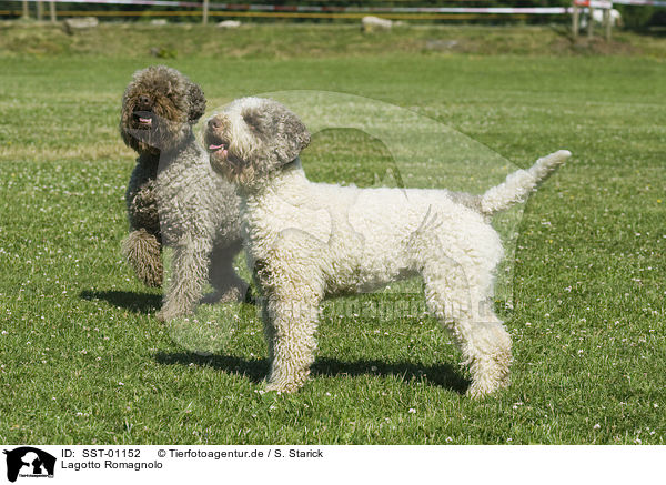 Lagotto Romagnolo / Lagotto Romagnolo / SST-01152
