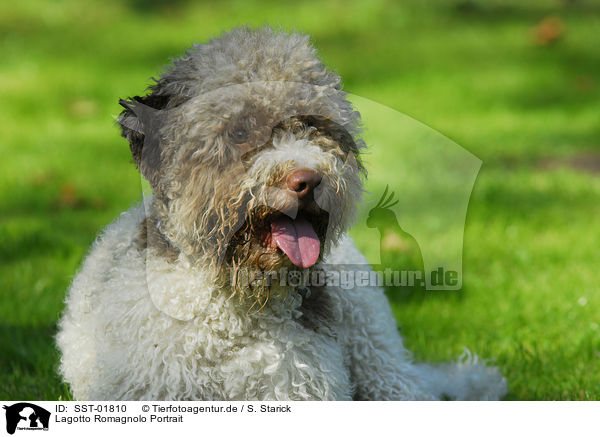 Lagotto Romagnolo Portrait / Lagotto Romagnolo Portrait / SST-01810