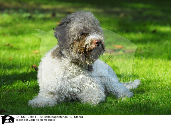 liegender Lagotto Romagnolo / lying Lagotto Romagnolo / SST-01811