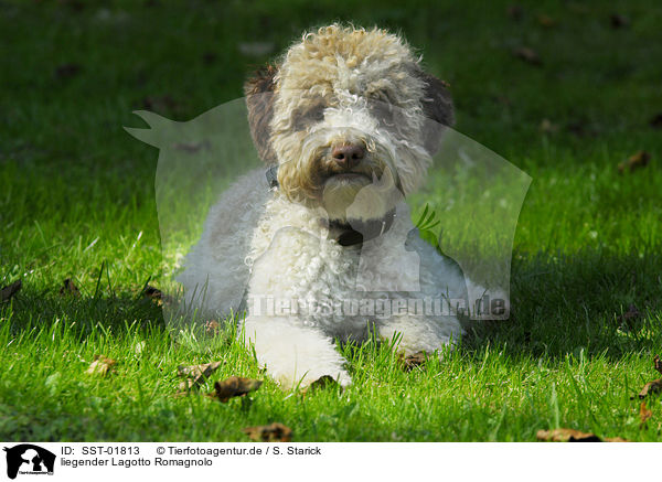 liegender Lagotto Romagnolo / lying Lagotto Romagnolo / SST-01813