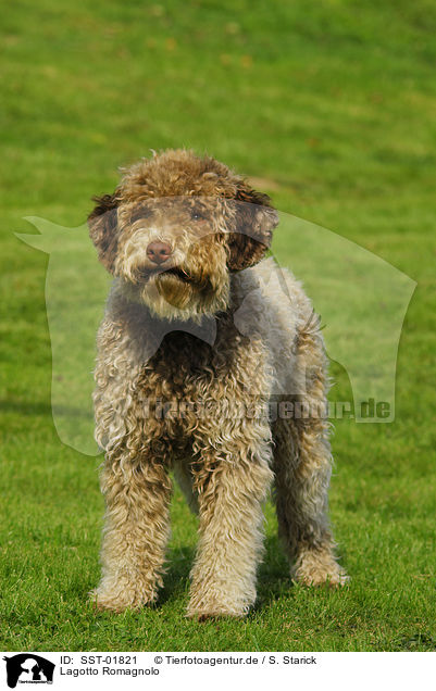 Lagotto Romagnolo / Lagotto Romagnolo / SST-01821