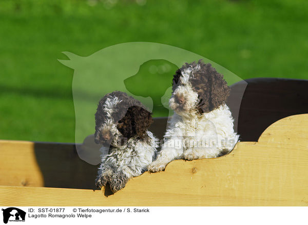 Lagotto Romagnolo Welpe / puppies / SST-01877