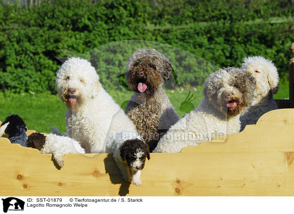 Lagotto Romagnolo Welpe / puppies / SST-01879