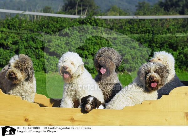 Lagotto Romagnolo Welpe / SST-01880