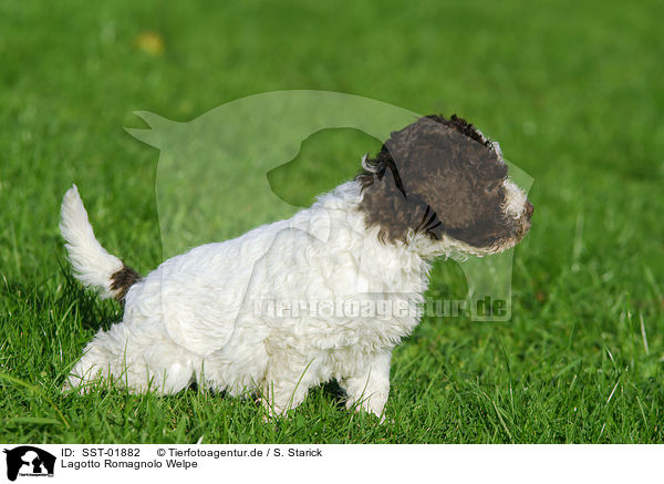 Lagotto Romagnolo Welpe / puppies / SST-01882
