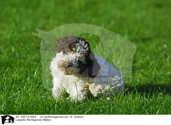 Lagotto Romagnolo Welpe / puppies / SST-01883