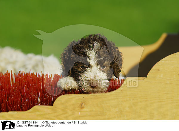 Lagotto Romagnolo Welpe / puppies / SST-01884