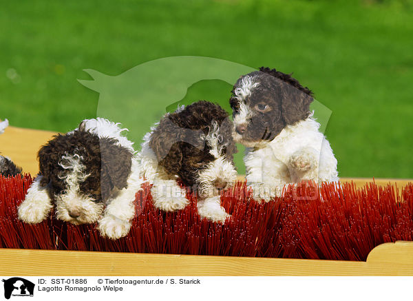 Lagotto Romagnolo Welpe / puppies / SST-01886