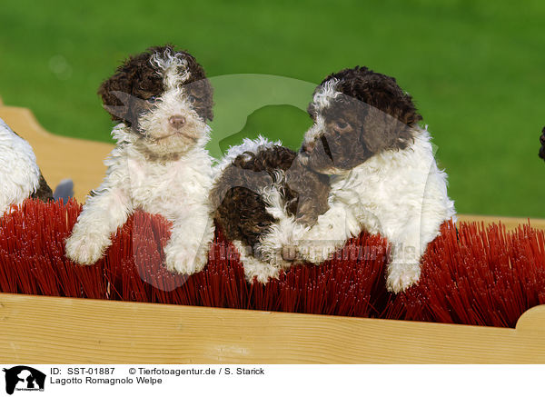 Lagotto Romagnolo Welpe / puppies / SST-01887