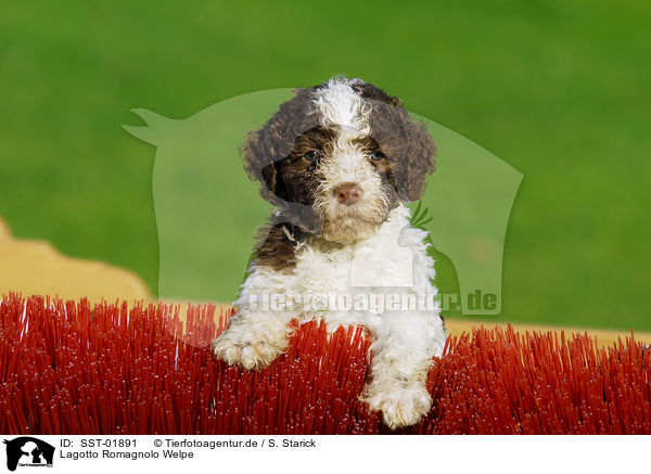 Lagotto Romagnolo Welpe / puppies / SST-01891