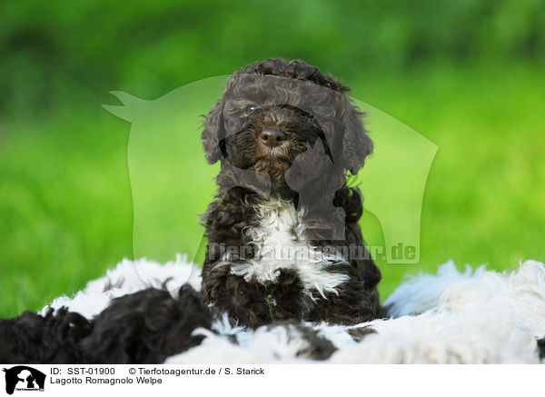 Lagotto Romagnolo Welpe / SST-01900