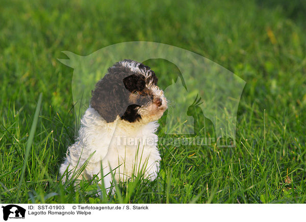 Lagotto Romagnolo Welpe / puppies / SST-01903