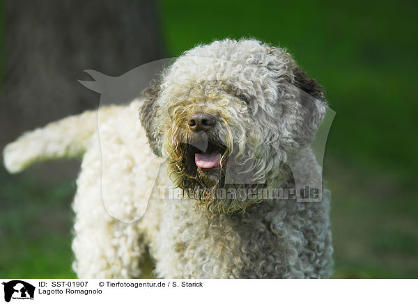 Lagotto Romagnolo / Lagotto Romagnolo / SST-01907