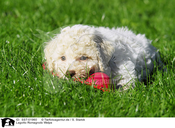 Lagotto Romagnolo Welpe / SST-01960