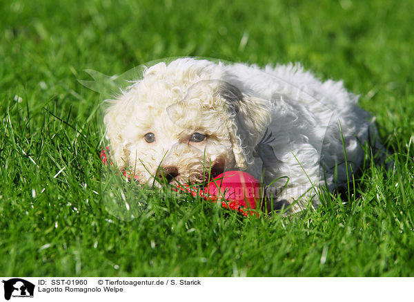 Lagotto Romagnolo Welpe / puppy / SST-01960