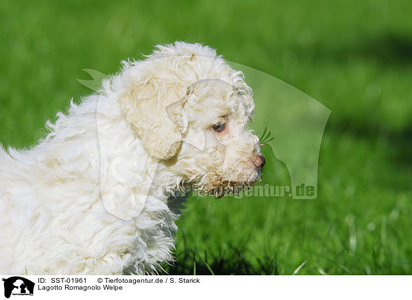 Lagotto Romagnolo Welpe / SST-01961