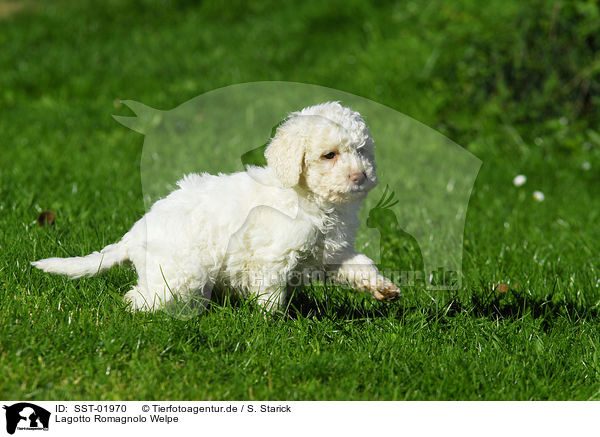Lagotto Romagnolo Welpe / puppy / SST-01970