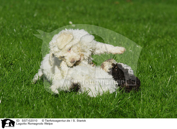 Lagotto Romagnolo Welpe / SST-02010