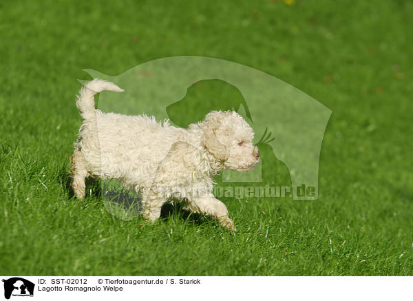 Lagotto Romagnolo Welpe / SST-02012