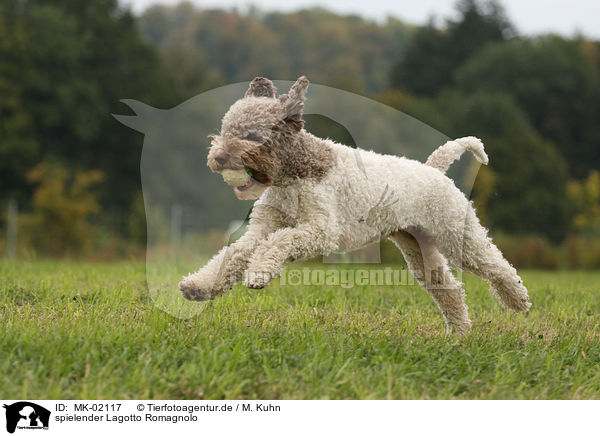 spielender Lagotto Romagnolo / playing Lagotto Romagnolo / MK-02117