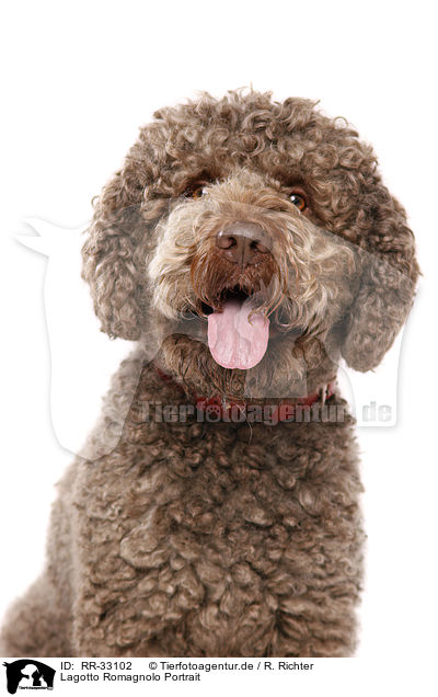 Lagotto Romagnolo Portrait / Lagotto Romagnolo Portrait / RR-33102