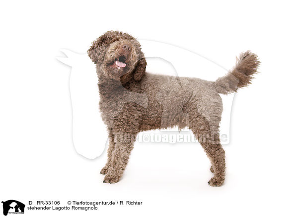 stehender Lagotto Romagnolo / standing Lagotto Romagnolo / RR-33106