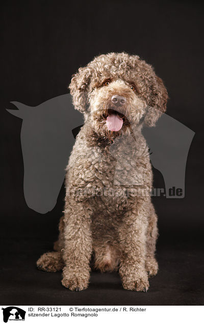 sitzender Lagotto Romagnolo / sitting Lagotto Romagnolo / RR-33121