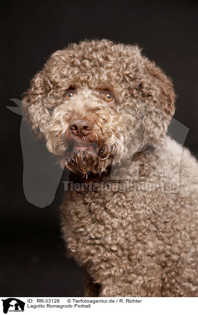 Lagotto Romagnolo Portrait / Lagotto Romagnolo Portrait / RR-33126