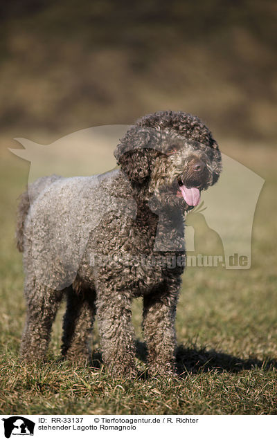 stehender Lagotto Romagnolo / standing Lagotto Romagnolo / RR-33137