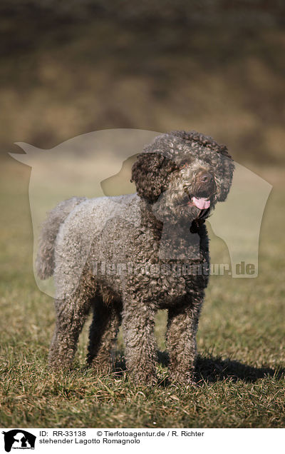 stehender Lagotto Romagnolo / standing Lagotto Romagnolo / RR-33138