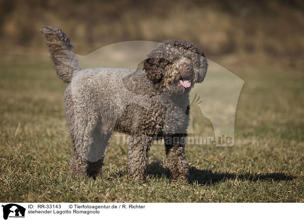 stehender Lagotto Romagnolo / standing Lagotto Romagnolo / RR-33143
