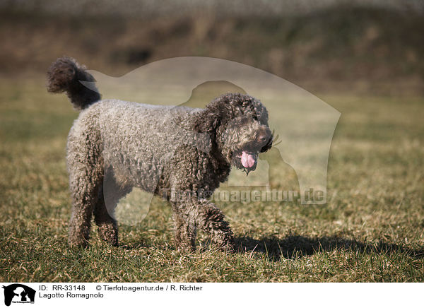 Lagotto Romagnolo / Lagotto Romagnolo / RR-33148