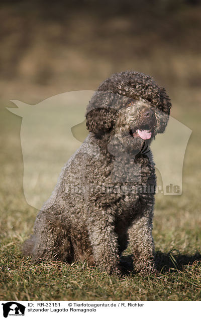 sitzender Lagotto Romagnolo / sitting Lagotto Romagnolo / RR-33151