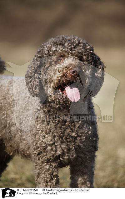 Lagotto Romagnolo Portrait / Lagotto Romagnolo Portrait / RR-33159